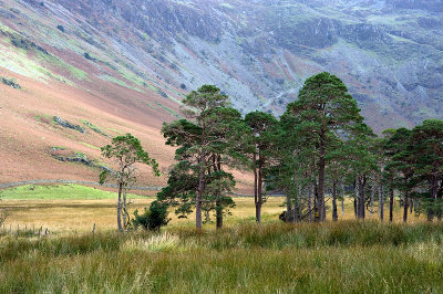 Buttermere