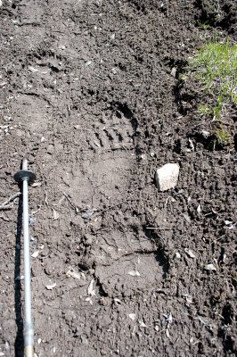 Bear footprints