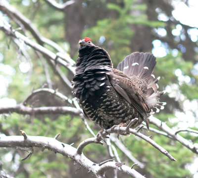 Spruce grouse