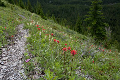 Red Paintbrush