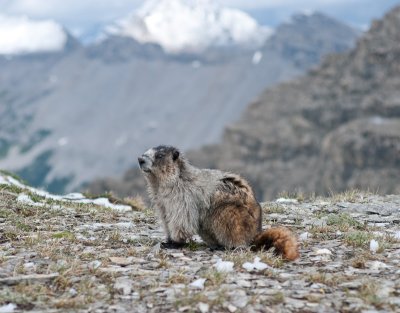 Marmot at the top of Nub peak