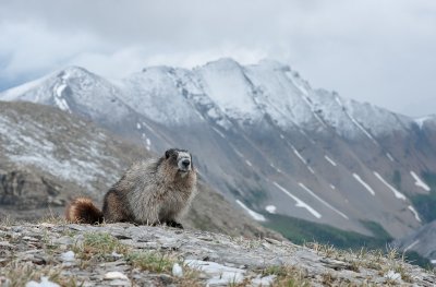Marmot