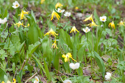 Glacier lily