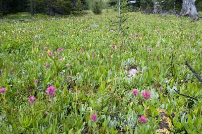 Sunshine meadows