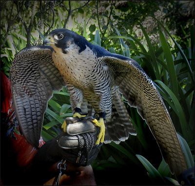 Pilgrim Falcon