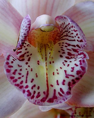 Male flower