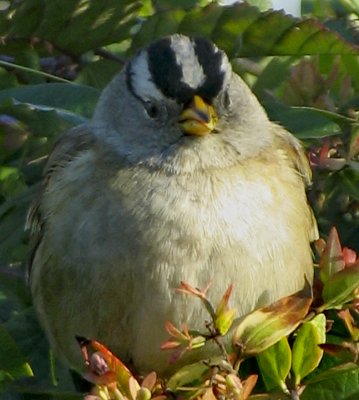 yellow crowned sparrow