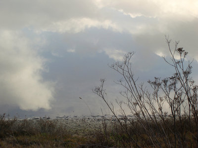 reflection on marsh