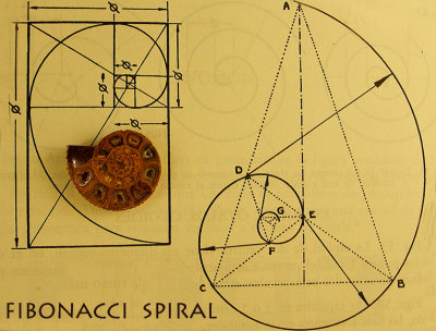 'Fibonacci spiral'