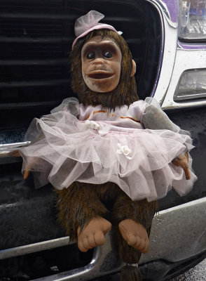 Darwinanna