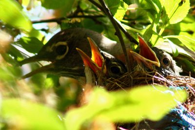 Robins Nesting in the Crab Apple Tree