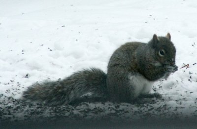 Grey Squirrel white tummy Feb 2nd