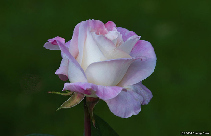 A rose so sweet