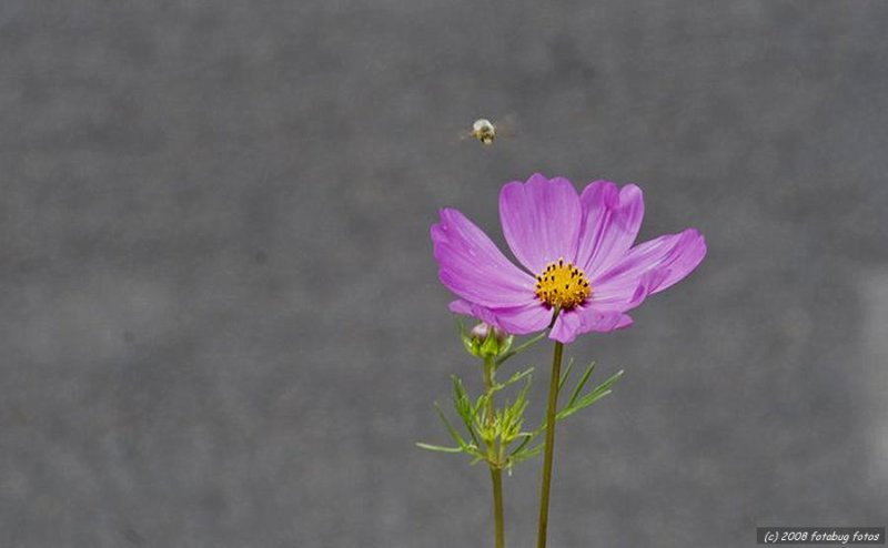 A bees delight