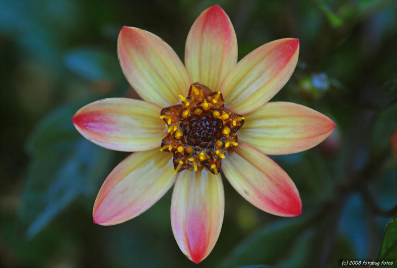 Natural Beauty