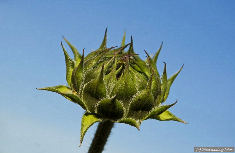 Sunflower - subtle beauty