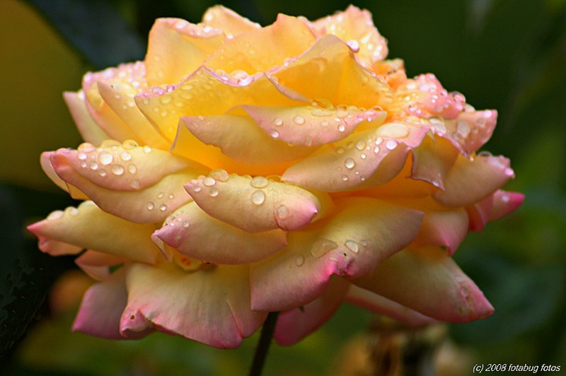 Masquerade Rose