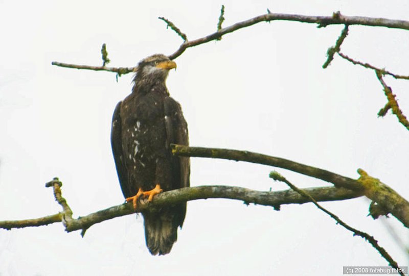 Juvenile bald eagle