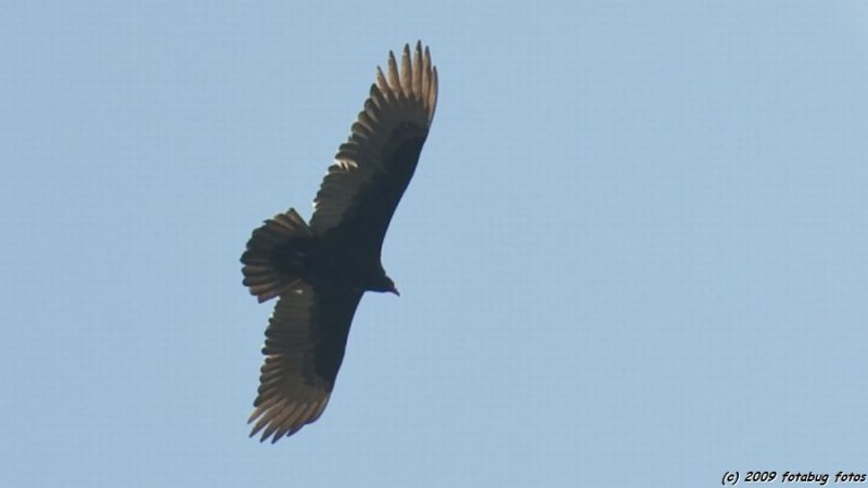 Turkey Vulture