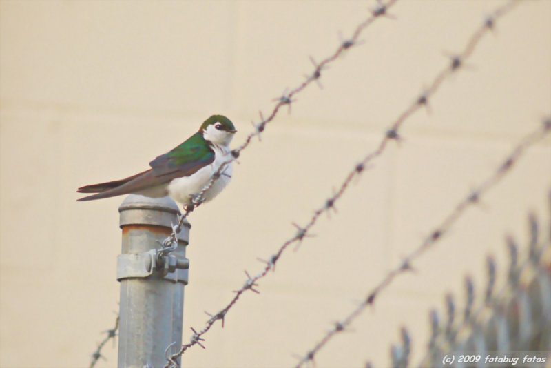 A swallow of some kind
