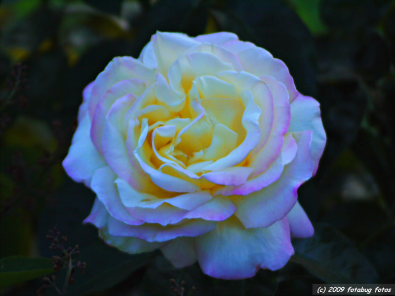 Rose in shade