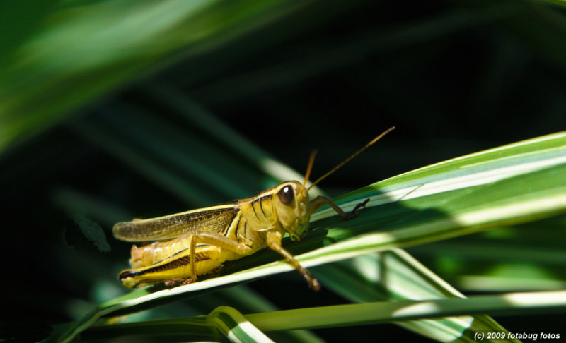 Grasshopper