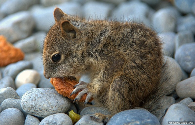 Starving Little Squirrel