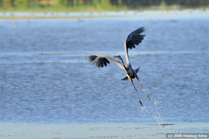 Dance of the Great Blue Heron