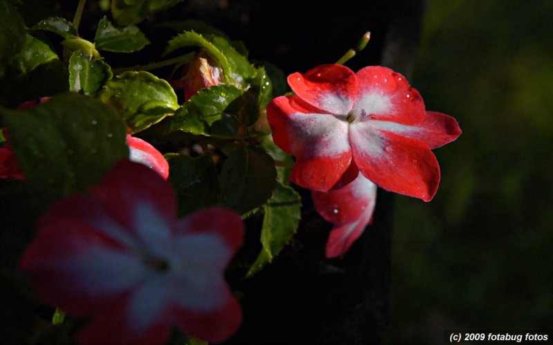 D50-090209_034.jpg