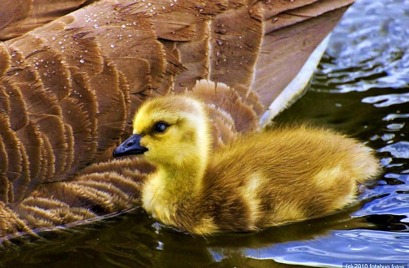 Sticking Close To Mother