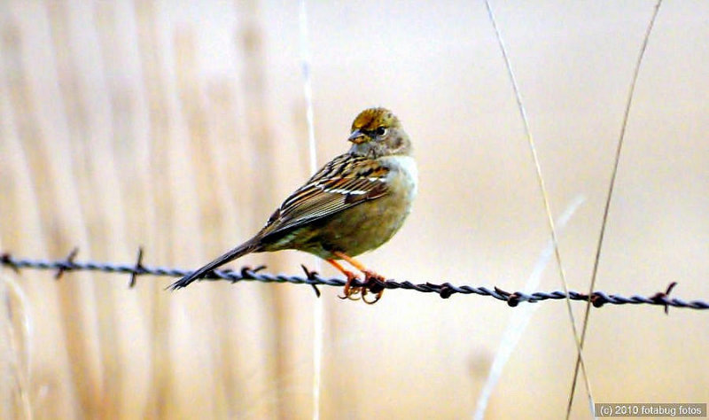 On The Fence