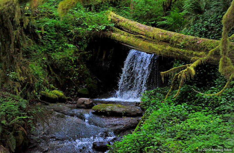 Woodland Waterfall