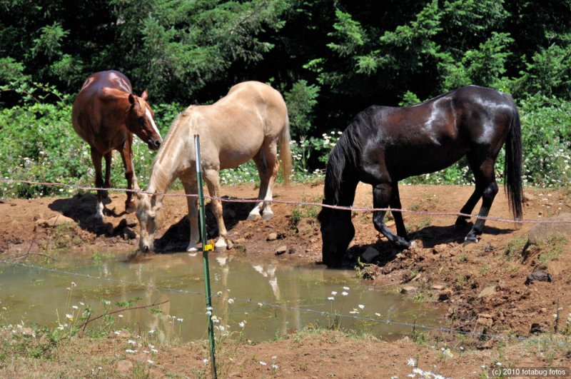 Angie's Three Horses