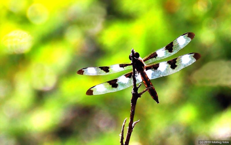 Dragonfly In Coburg Hills Forest
