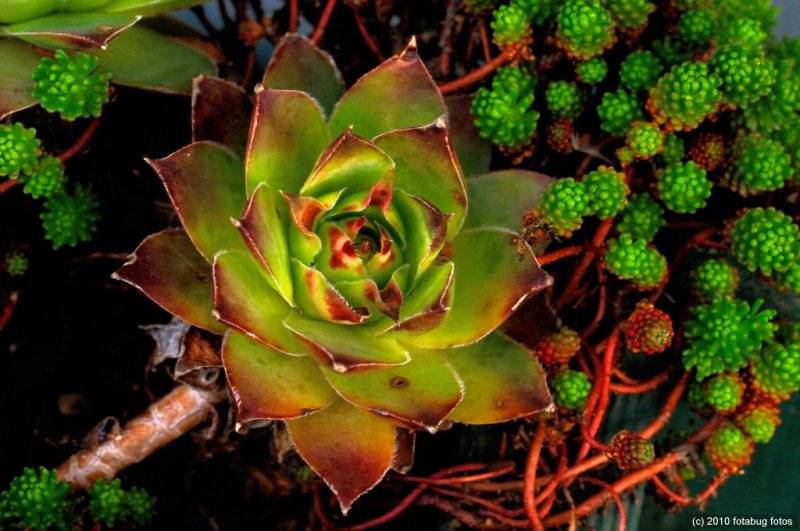 Sempervivum Tectorum (Hen and Chicks)