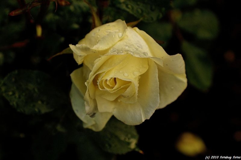 D2x-052010_172