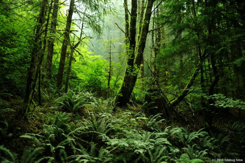 Lush Oregon Forest