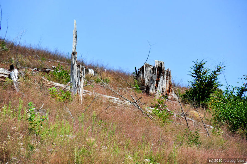 D700-081910_074