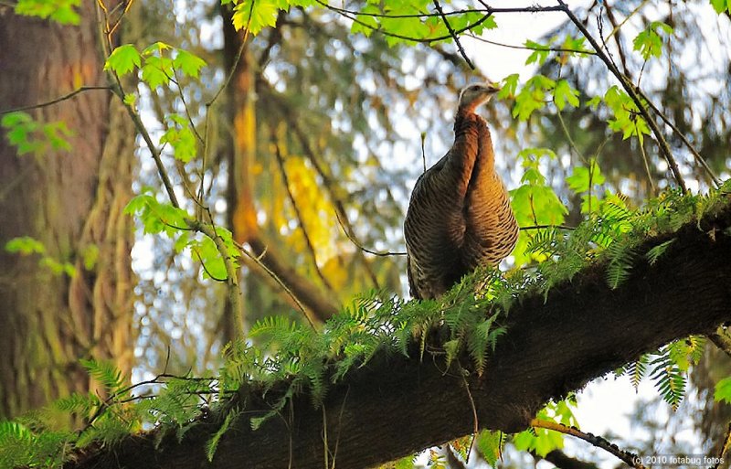 Turkey In The..........Tree