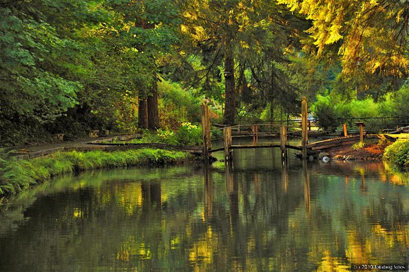 Fish Pond at Leaburg Lake