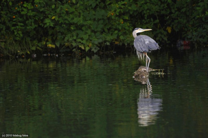Heron At Alton Baker Park