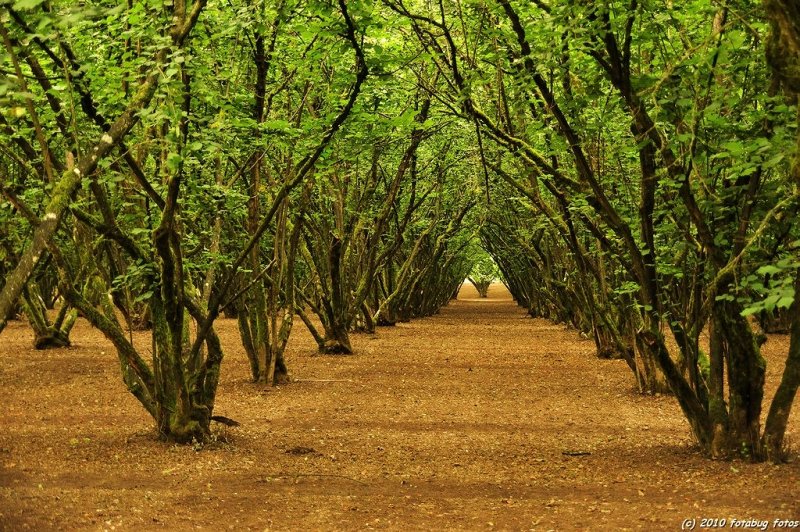 The Orchard