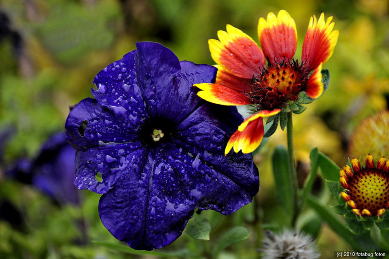 Flowers of Color