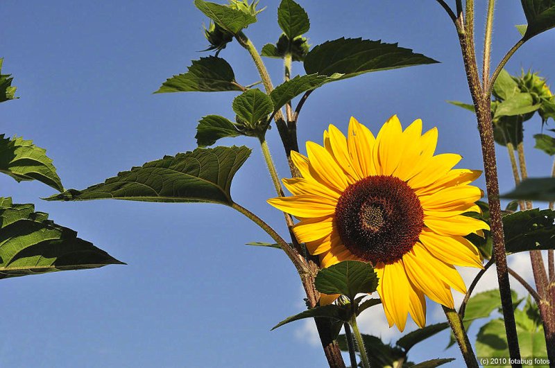 Is That The Sun (flower) I See?