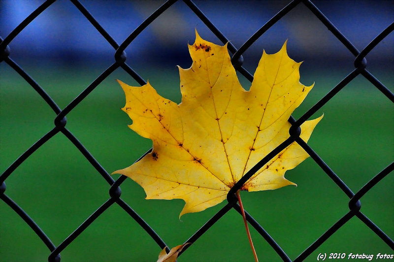 Leaf and Fence