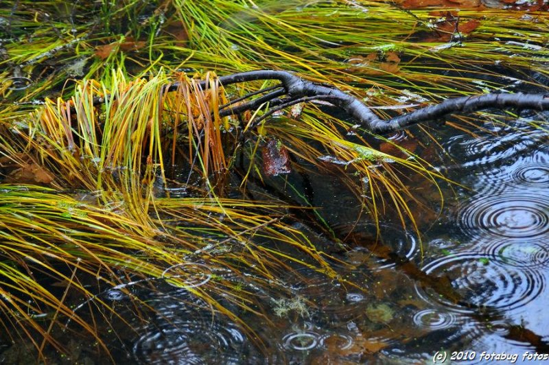At The Edge Of A Pond