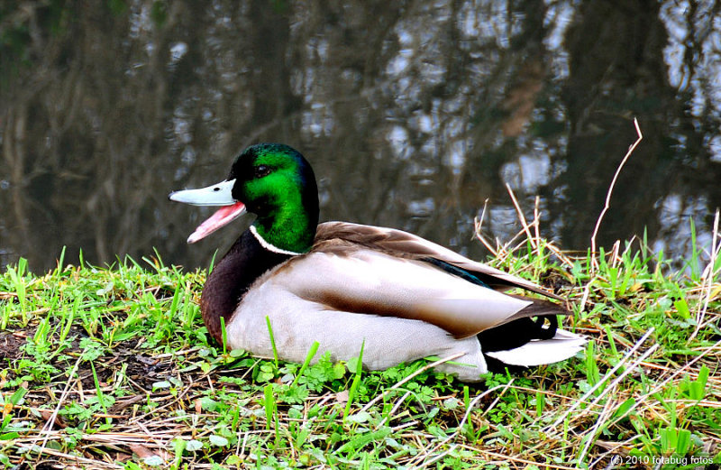 Having a Good Quack