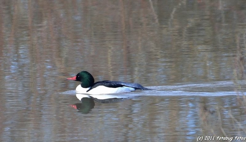adult male Common Merganser (Mergus merganser)