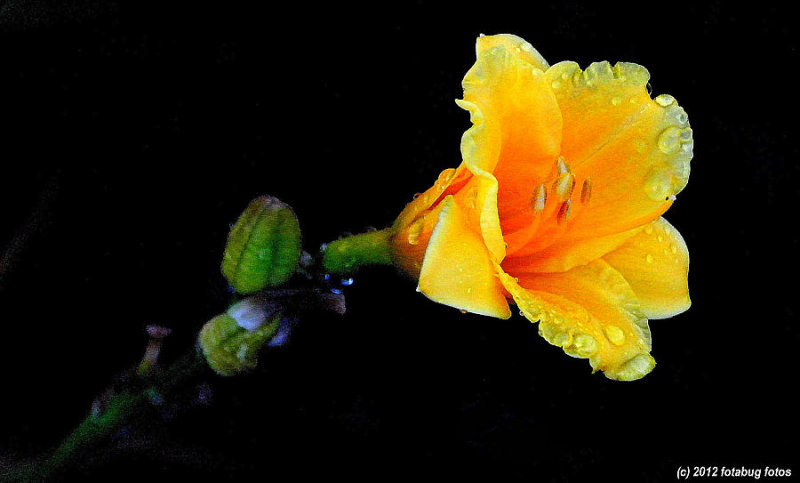 What Sort of Lily? I think it might be Stella de Oro Daylily