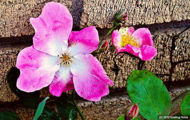 Wild Rose?